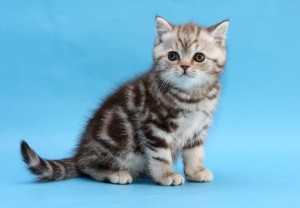 Серебристый мраморный британский котенок вискас           